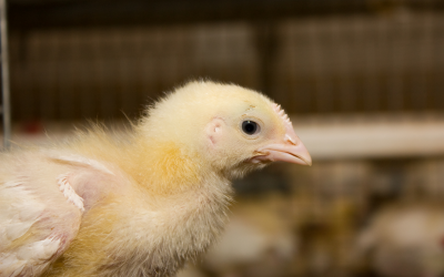 Butyrate to improve gut health in poultry