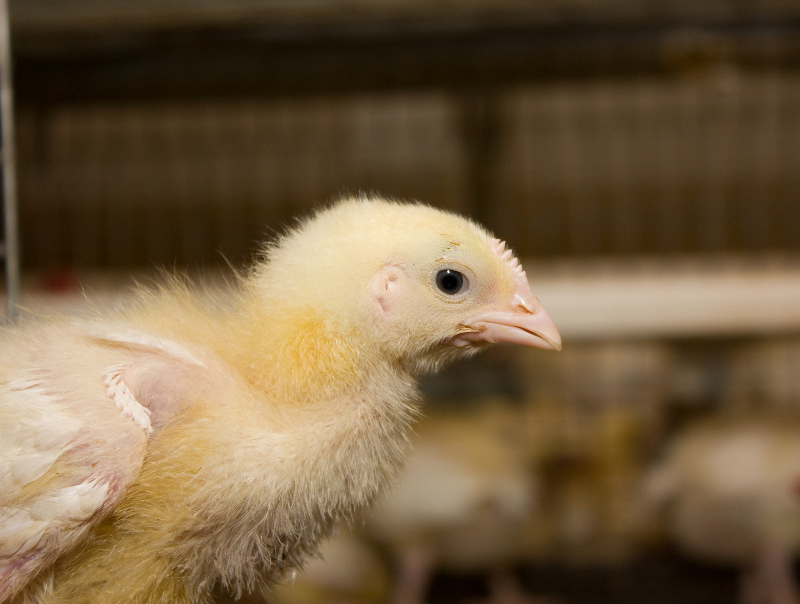 Butyrate to improve gut health in poultry