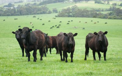 Beef cattle production is done within a system that includes grazing on large amounts of land per cow. Photo: Shutterstock
