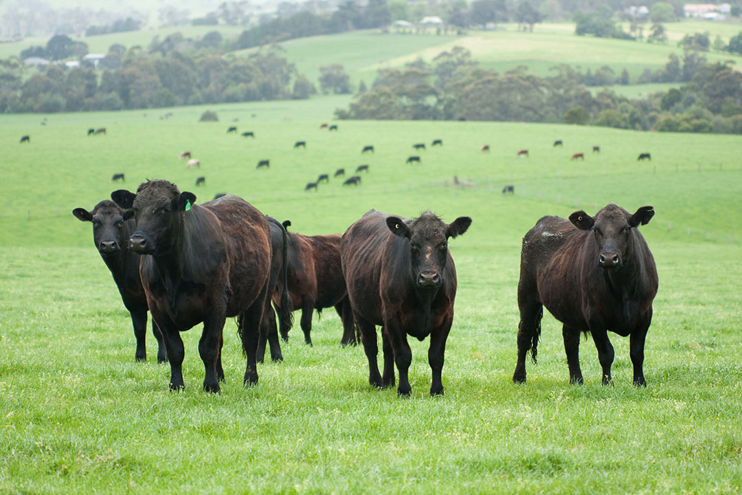 Beef cattle production is done within a system that includes grazing on large amounts of land per cow. Photo: Shutterstock