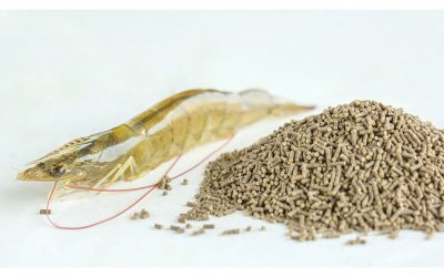 Currently, replacing fish meal with plant-sourced protein has become an inevitable trend in the development of the P. vannamei feed industry. Photo: Shandong Longchang