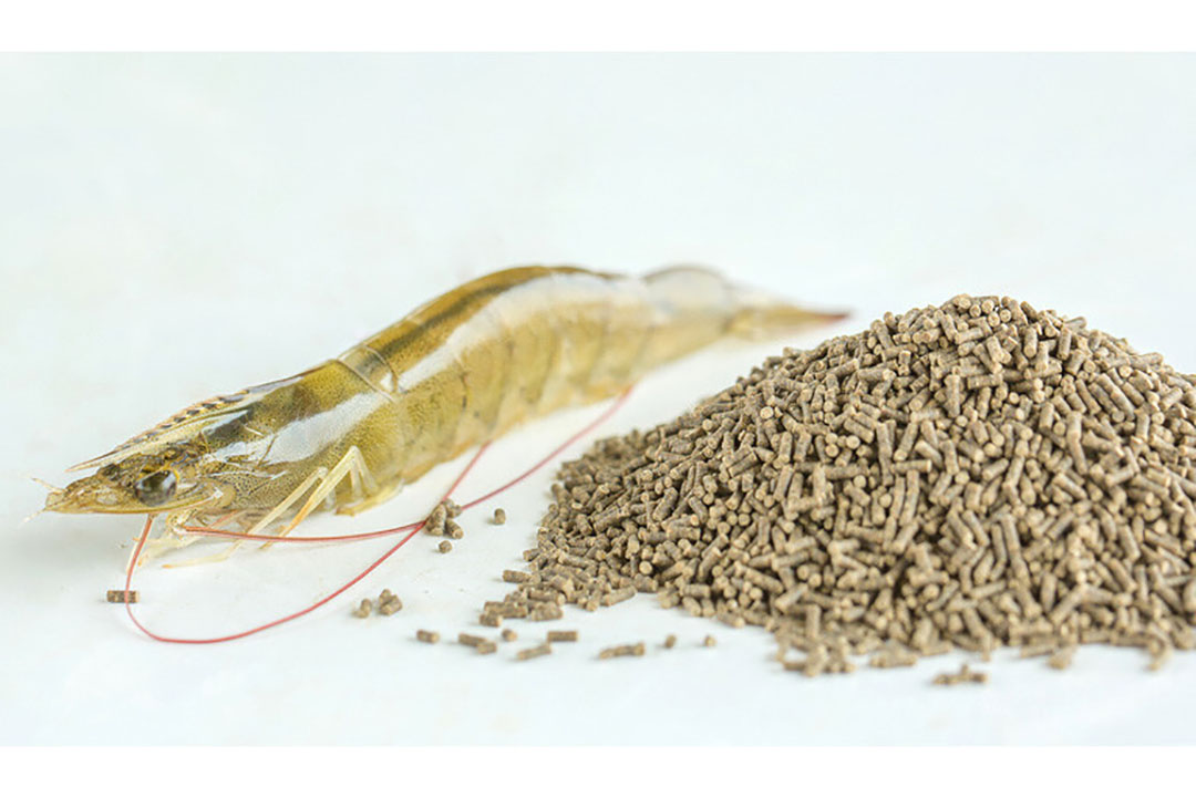 Currently, replacing fish meal with plant-sourced protein has become an inevitable trend in the development of the P. vannamei feed industry. Photo: Shandong Longchang