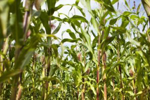 Expanding renewable energy sector boosts maize