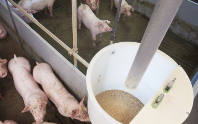 Pig feed production remained stable in 2018. Photo: Van Assendelft
