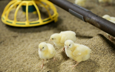 Fermented soy products gaining  popularity in poultry diets