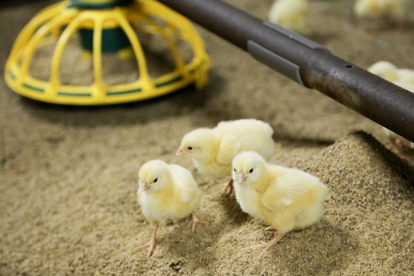 Fermented soy products gaining popularity in poultry diets - All About Feed