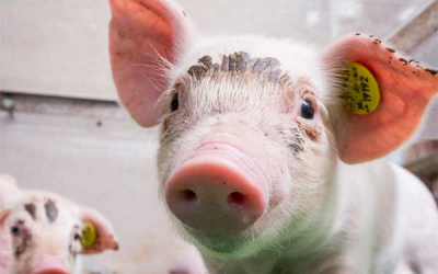 Good sow nutrition leads to good piglet health