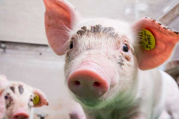 Good sow nutrition leads to good piglet health