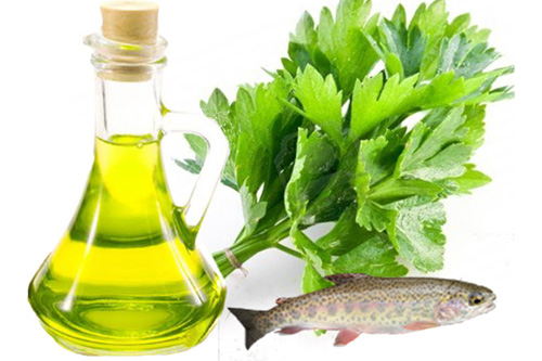 Effect of coriander and vegetable oil on rainbow trout
