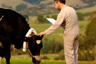 Cow wearing a monitor to detect methane gas production
