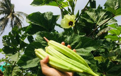 Okra is an economically important vegetable crop grown in tropical and sub-tropical areas and is mainly cultivated for its seeds and healthy fruits. Photo: Shutterstock