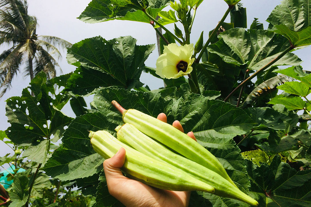 Okra is an economically important vegetable crop grown in tropical and sub-tropical areas and is mainly cultivated for its seeds and healthy fruits. Photo: Shutterstock