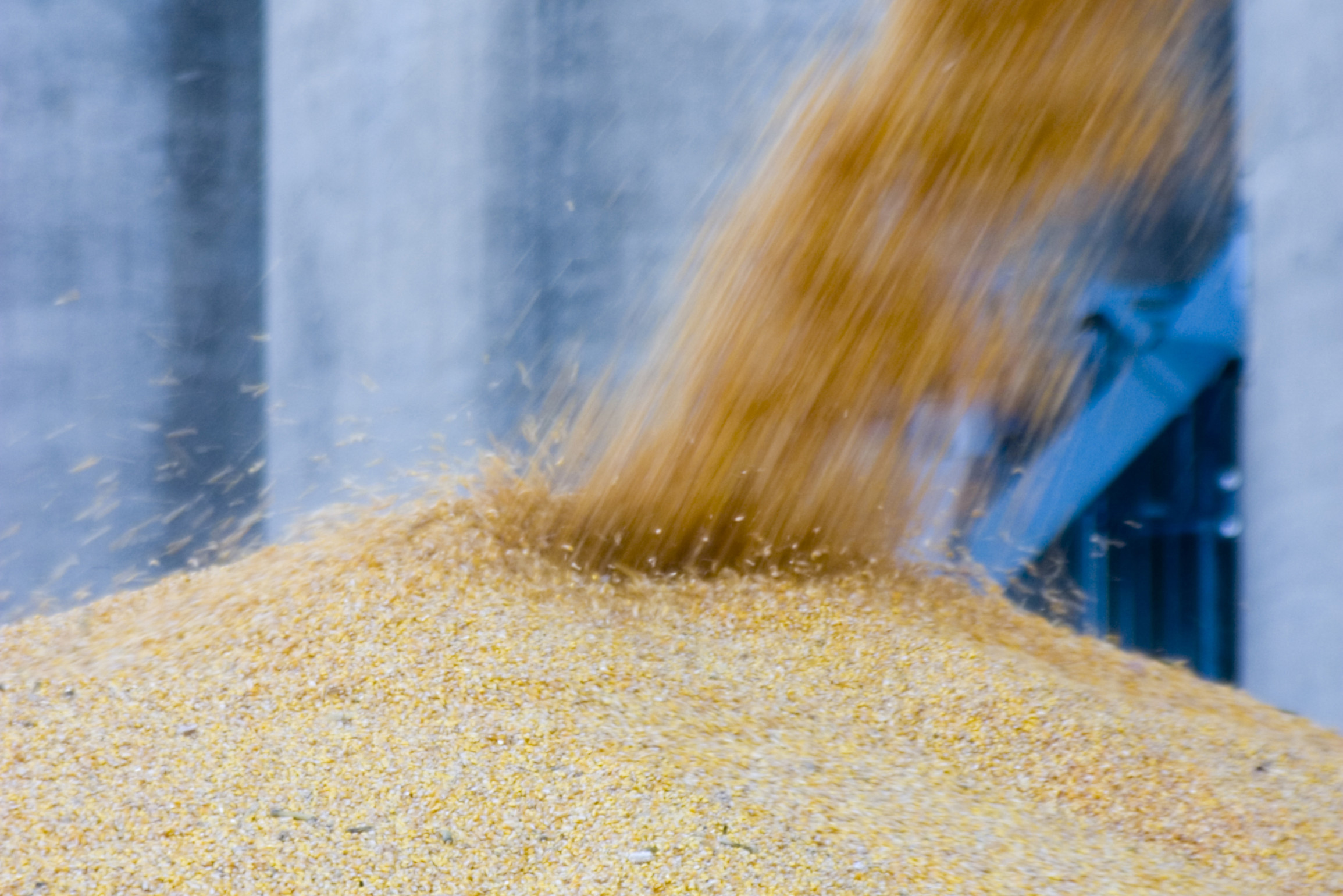 Mycotoxin survey: Co-occurrence still an issue. Photo: Dreamstime
