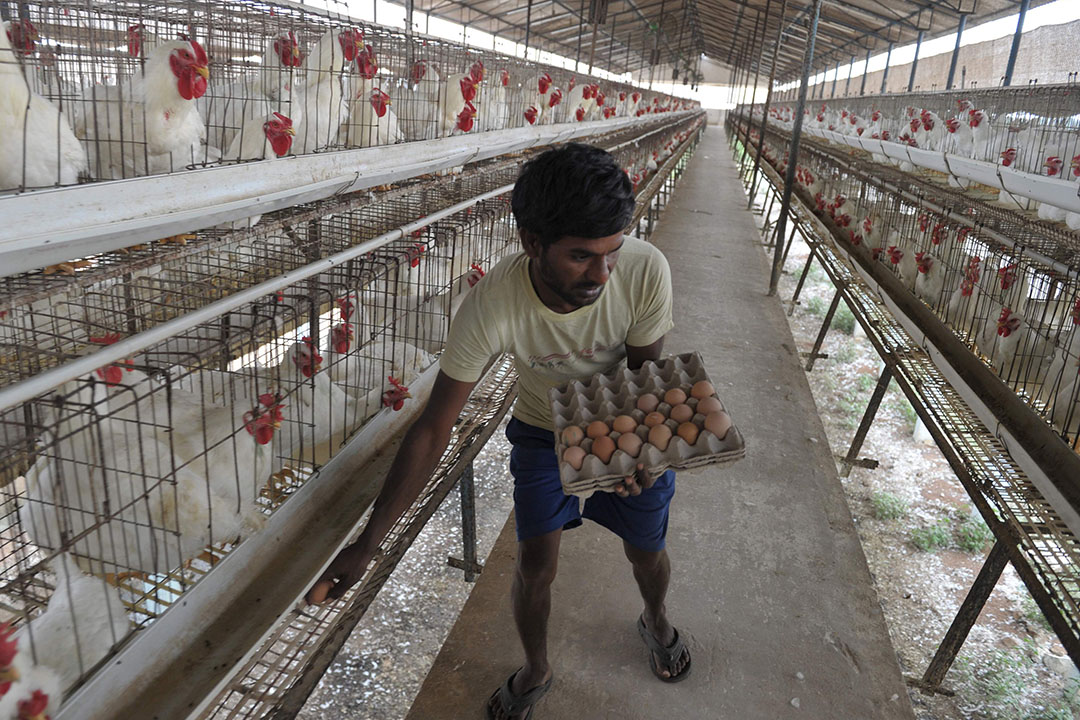 Covid: Indian poultry feed manufacturers incurring losses - All About Feed