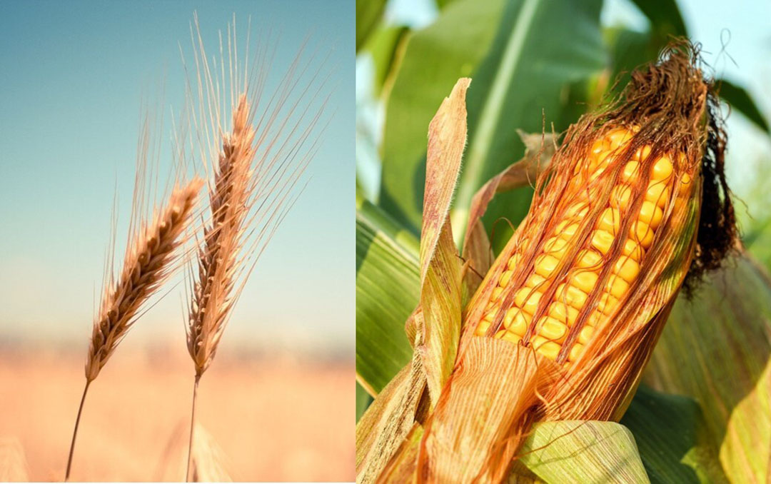 Forecasts for corn and wheat imports are lowered due to reduced demand for pig and poultry feed. Photo: picjumbo and Couleur