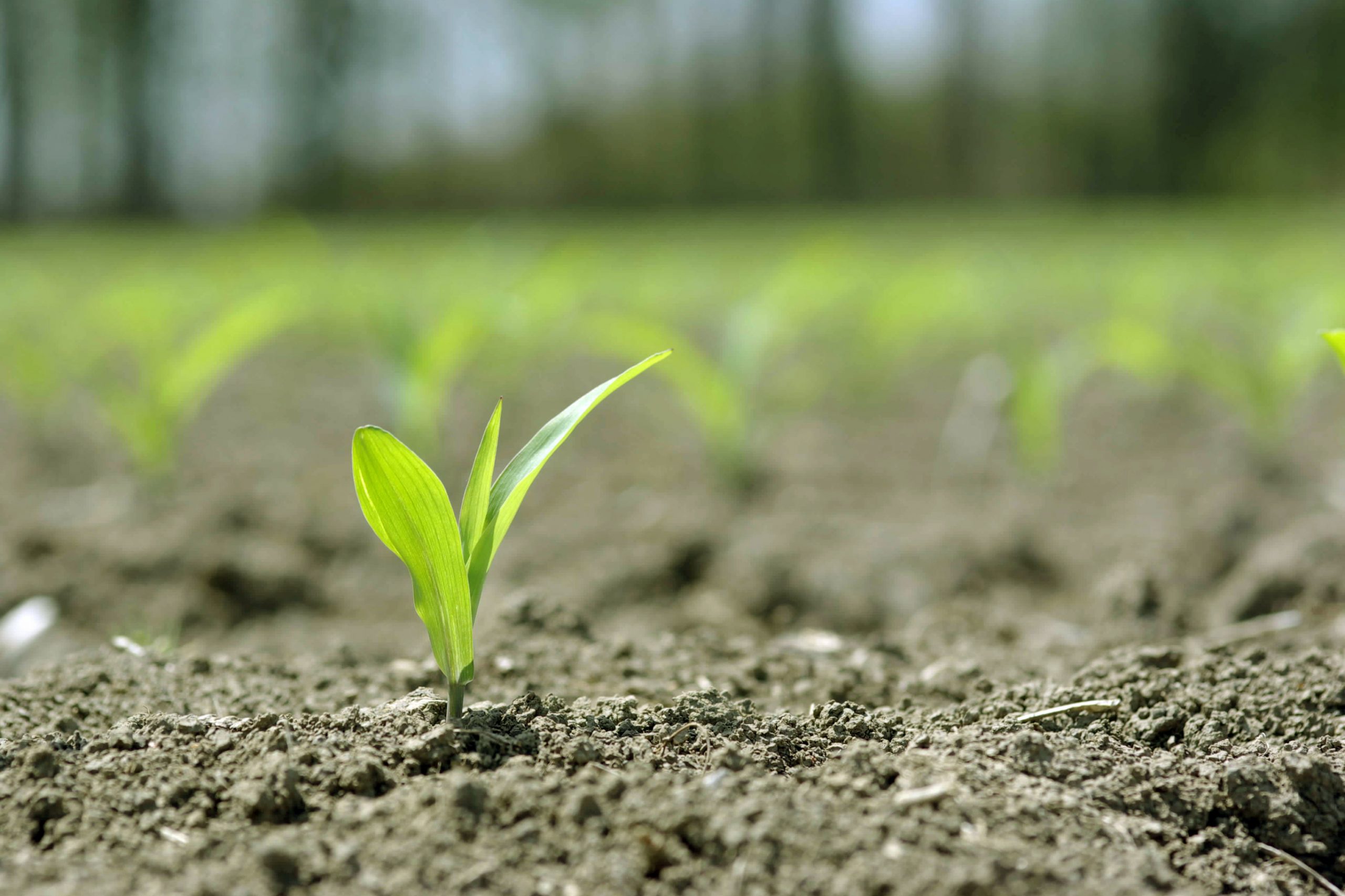 Seed sector commits to crop diversity. Photo: Dreamstime