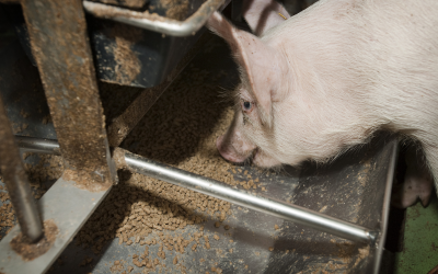 Pigs fed DDGS gain same weight as with basal diet