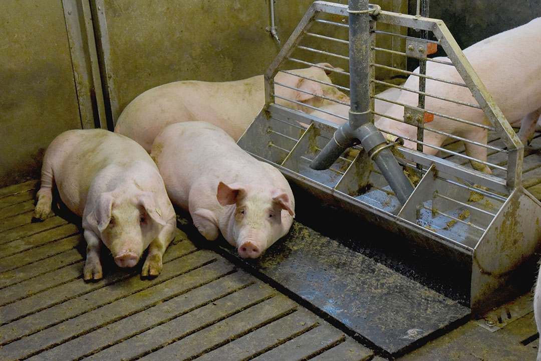 In a new type of wet/dry feeding system water and the compound feed are kept separate up to the point of delivery to the feeding trough. Photo: Ramon Muns