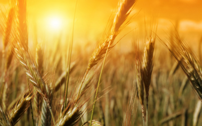 Robust outlook for global cereal supplies