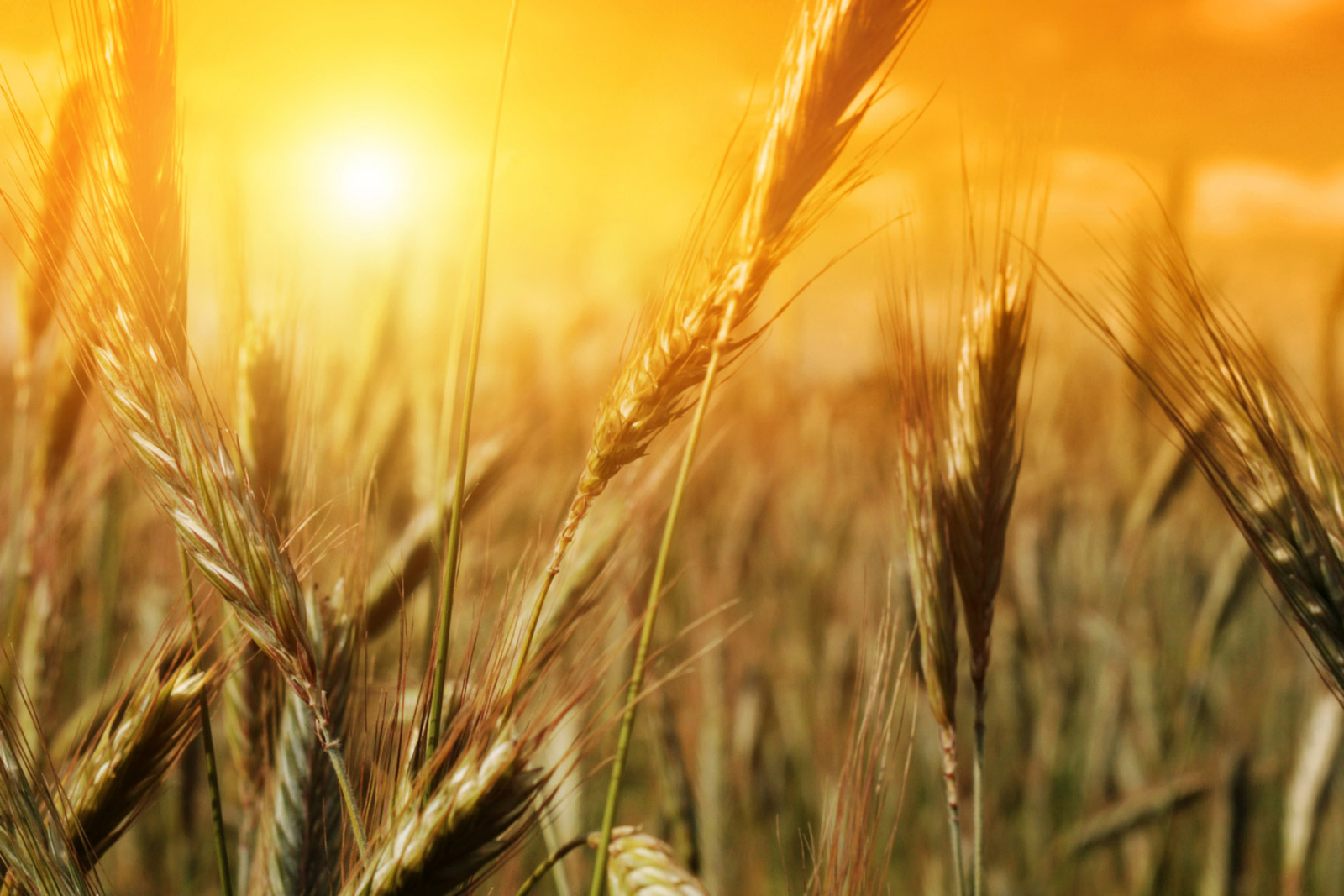 Robust outlook for global cereal supplies