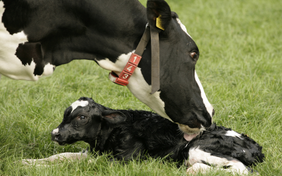 It is important to nourish and proper feed the pregnant cow to make sure the fetus and newborn calf don't have to deal with deficient amounts of macro and micronutrients. [Photo: Robin Britstra]