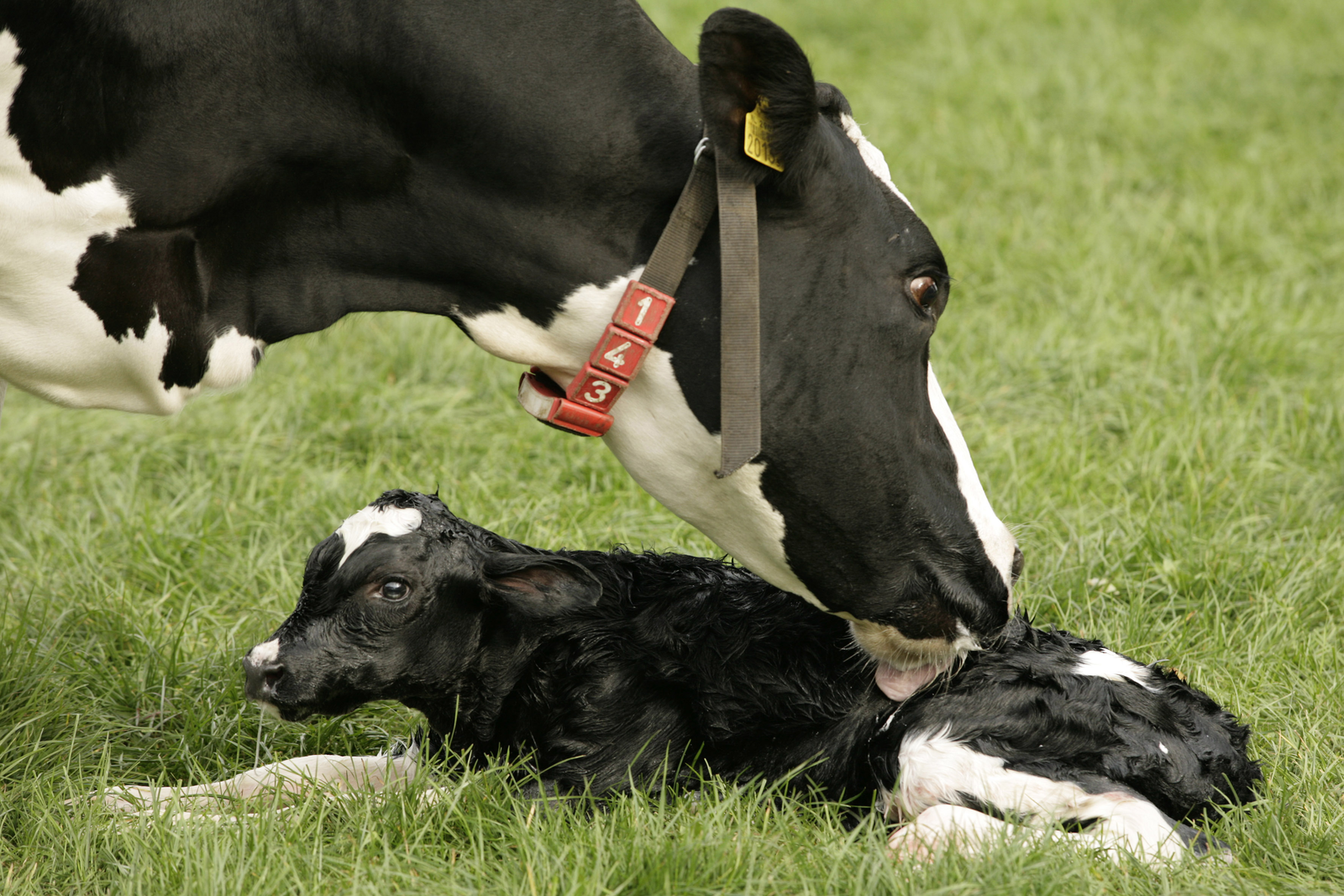 It is important to nourish and proper feed the pregnant cow to make sure the fetus and newborn calf don't have to deal with deficient amounts of macro and micronutrients. [Photo: Robin Britstra]