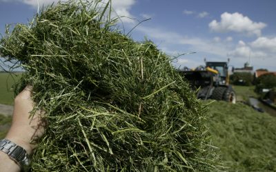 Saudi Arabia looking for more hay imports. Photo: Mark Pasveer