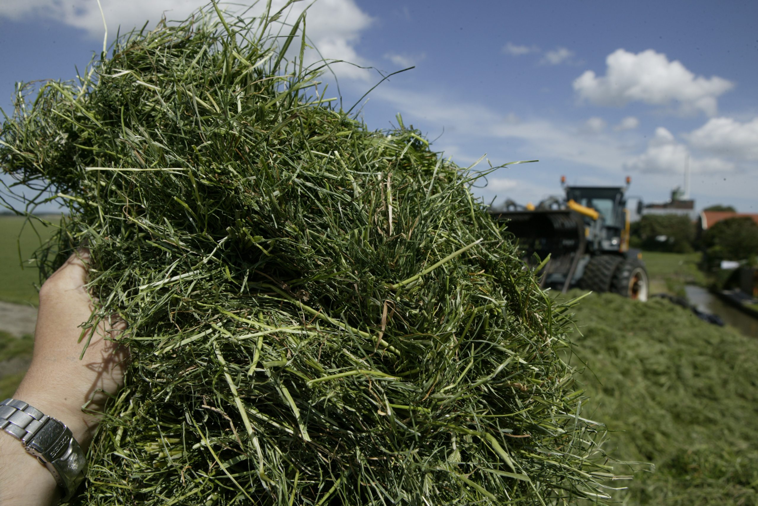 Saudi Arabia looking for more hay imports. Photo: Mark Pasveer