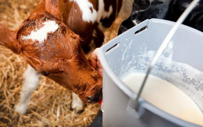 Calving expert: Colostrum is key