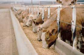 US Feedlots close as droughts cause ripple effect