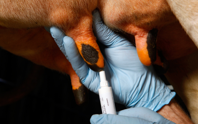 Dutch farmers use less antibiotics