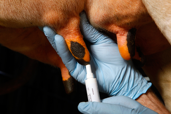 Dutch farmers use less antibiotics