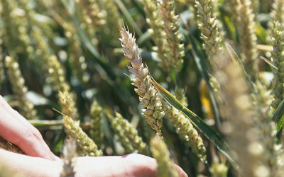 According to the study wheat, shown here with fusarium, shows higher  median contamination in DON, T-2 toxin and fumonisins (respectively 215,  35 and 50 ppb) than ( barley.<br />[Photo: Mark Pasveer]