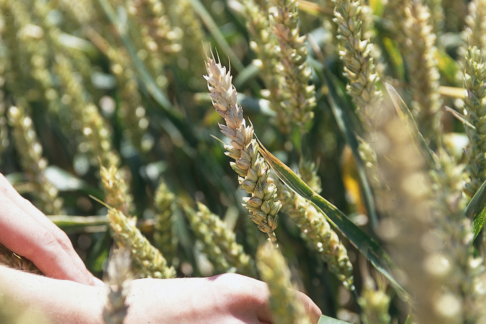 According to the study wheat, shown here with fusarium, shows higher  median contamination in DON, T-2 toxin and fumonisins (respectively 215,  35 and 50 ppb) than ( barley.<br />[Photo: Mark Pasveer]