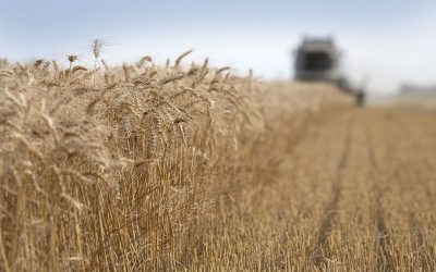 Record-breaking grain prices could impair growth in the Russian poultry and pork industry and make thousands of farms loss-making, according to analysts. Photo: Mark Pasveer