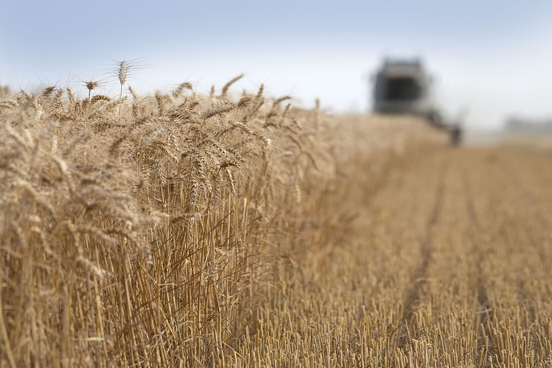 Record-breaking grain prices could impair growth in the Russian poultry and pork industry and make thousands of farms loss-making, according to analysts. Photo: Mark Pasveer