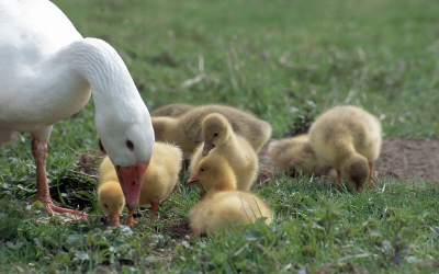 Sequential feeding improves weight gain in geese