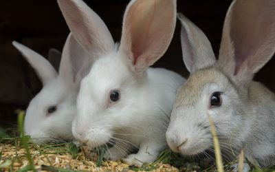 The future global expansion of rabbit farming will be based on improved breeding selection, technological advances, and governmental support. Photo: Shutterstock