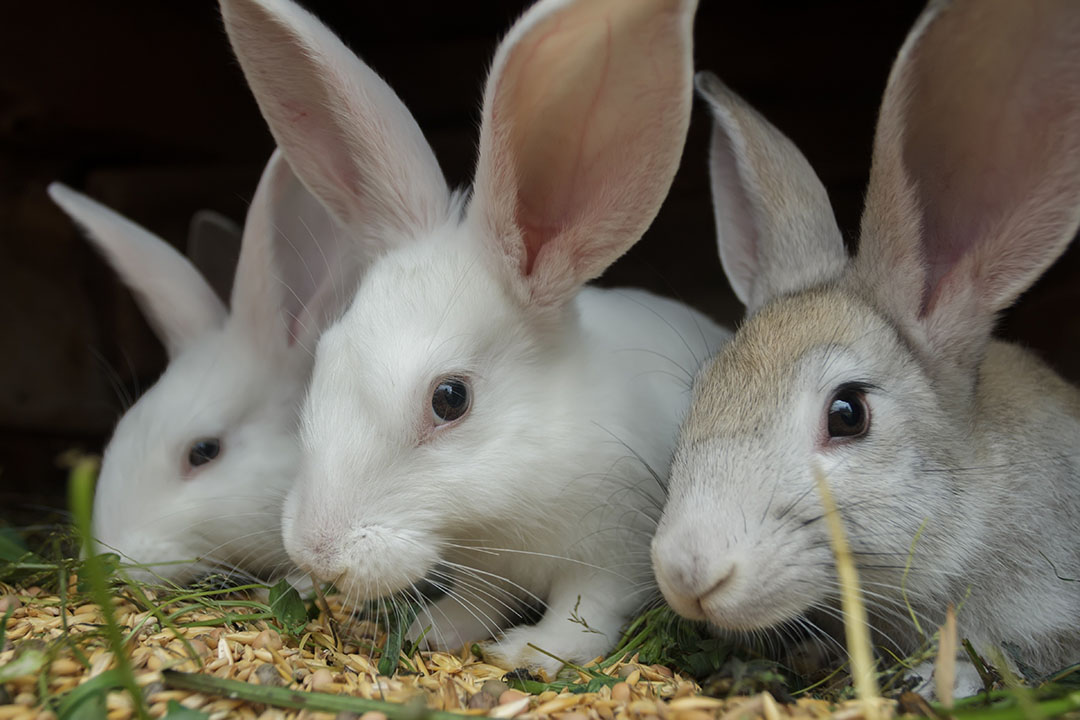 The future global expansion of rabbit farming will be based on improved breeding selection, technological advances, and governmental support. Photo: Shutterstock