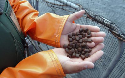 More fish meal, but growing interest in alternatives. Photo: Estudiomj