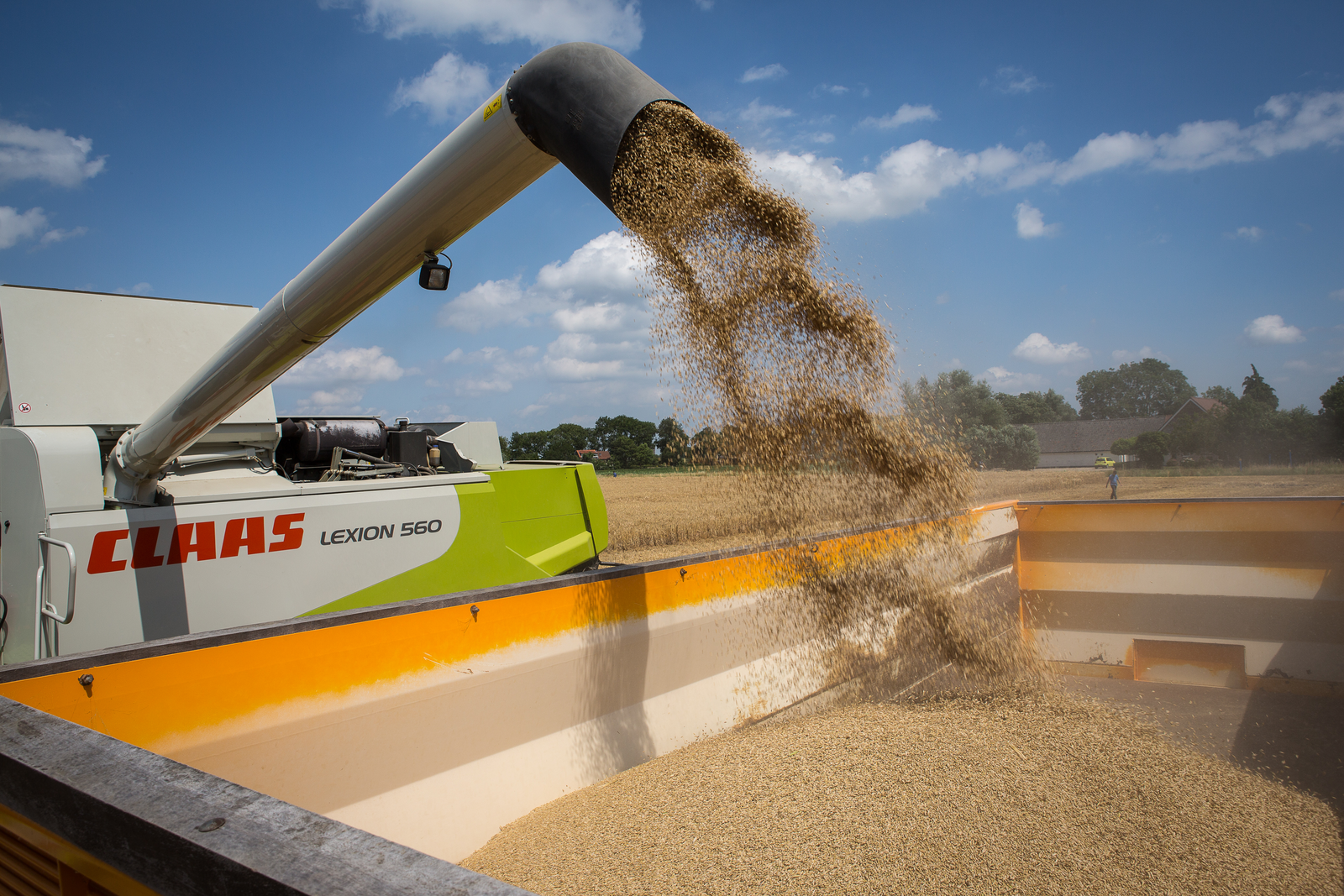 Record EU harvest: more grains used for feed
