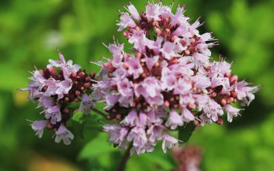 The oregano plant from which the essential oil is extracted. Source: Karelj, Wikipedia