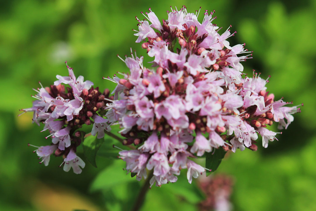 The oregano plant from which the essential oil is extracted. Source: Karelj, Wikipedia