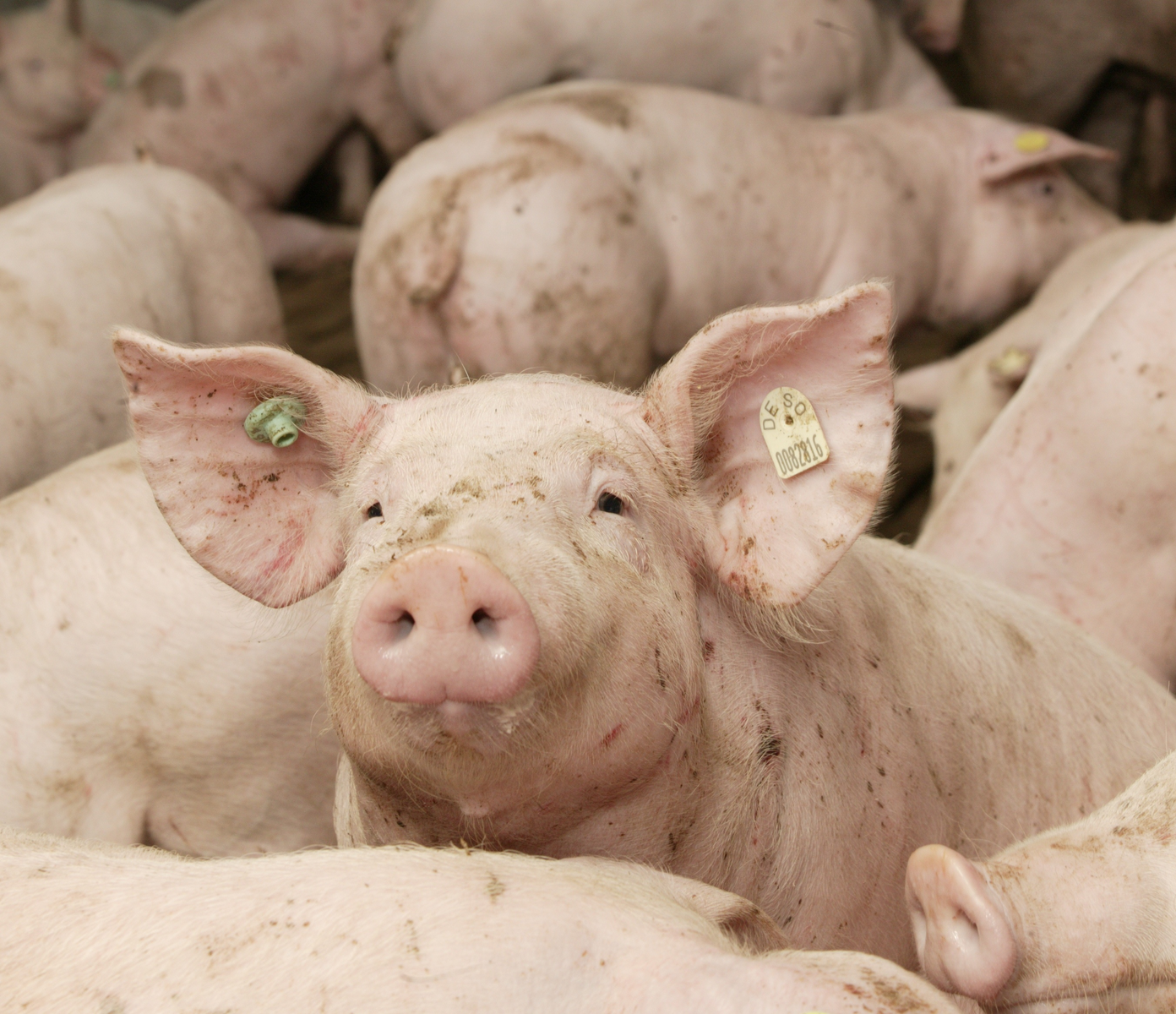 Health status pigs influences amino acid need