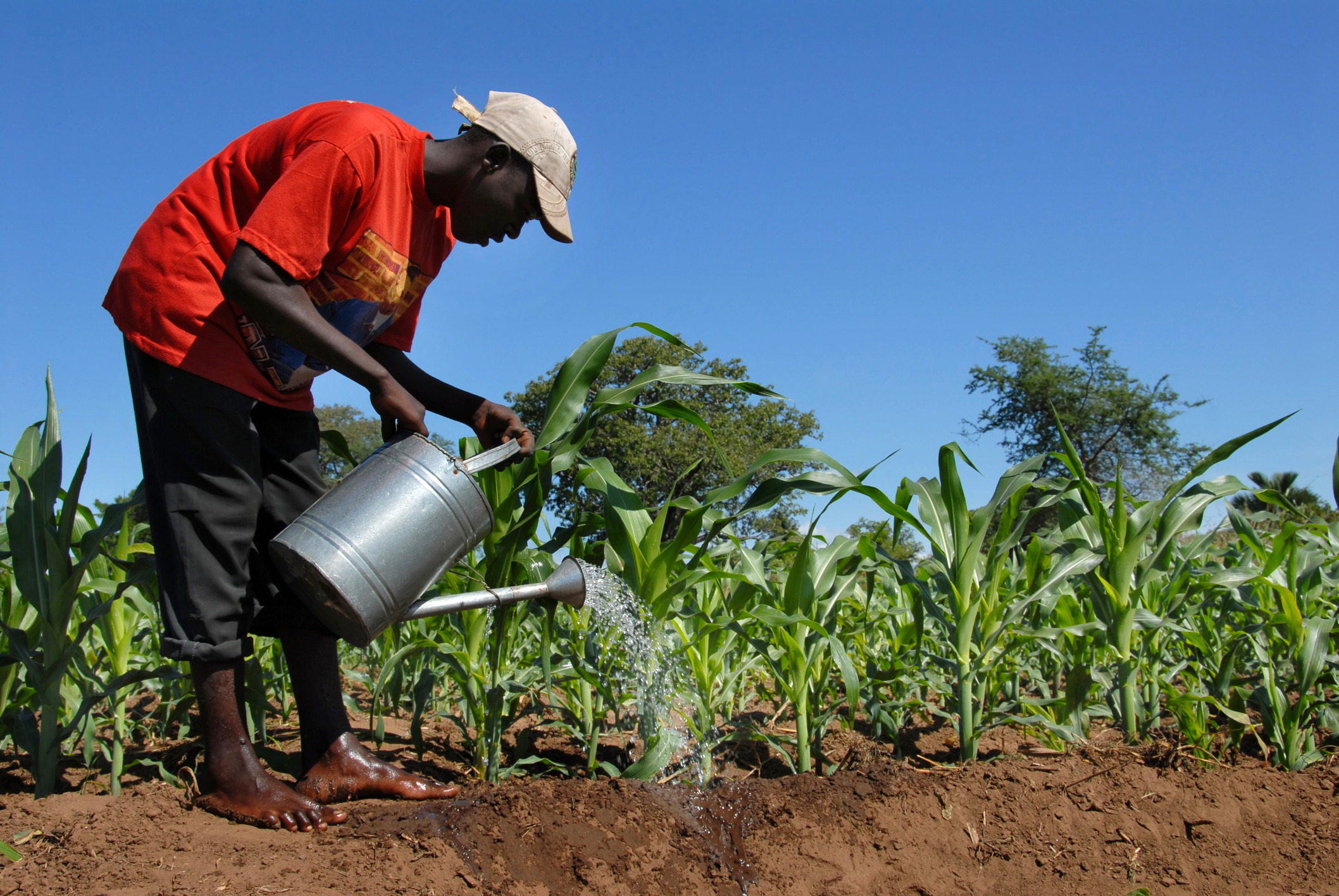 Can Africa feed itself in the future? Photo: Shutterstock