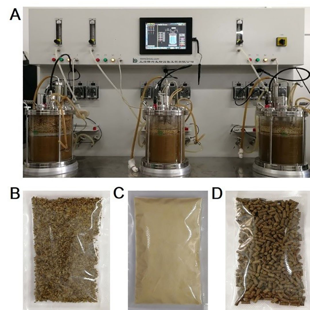 (A) Formulation of biotransforming agents by liquid fermentation. (B) Biotransforming agent of microbes. (C) Biotransforming agent of enzymes. (D) Pelleting feed mixed with detoxifying microbes.