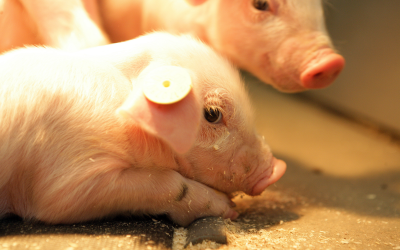 More piglets per sow with Nedap feeding station