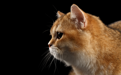 Feline weight management by dietary cellulose. Photo: Shutterstock