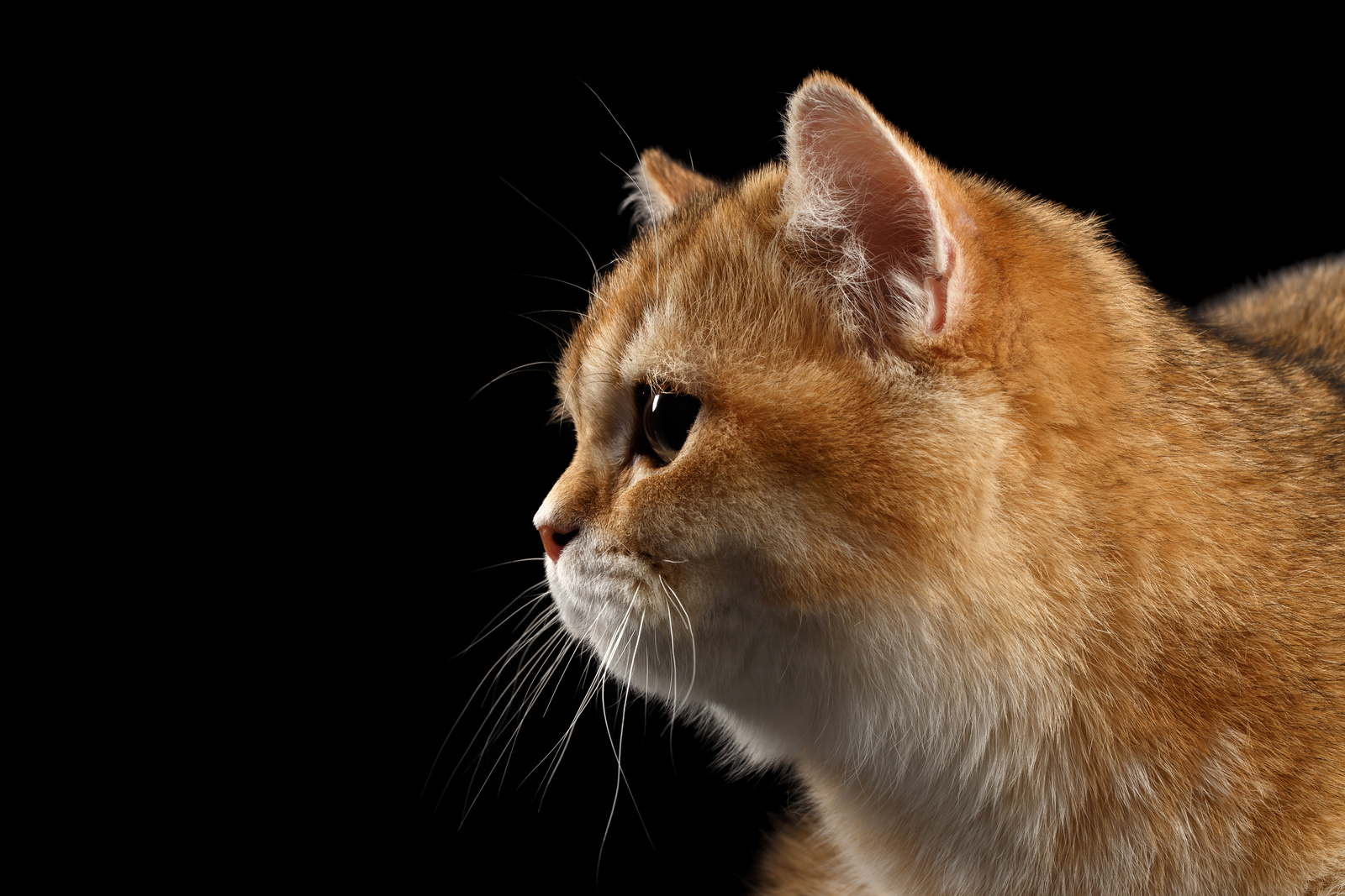 Feline weight management by dietary cellulose. Photo: Shutterstock