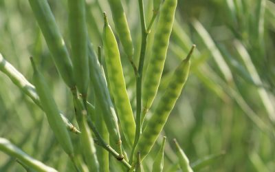 Close up of Carinata pods. Photo:Nuseed